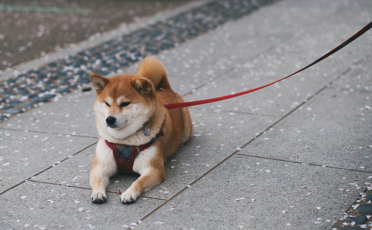 Shiba Inu: how to manage its stubborn nature and escape instinct