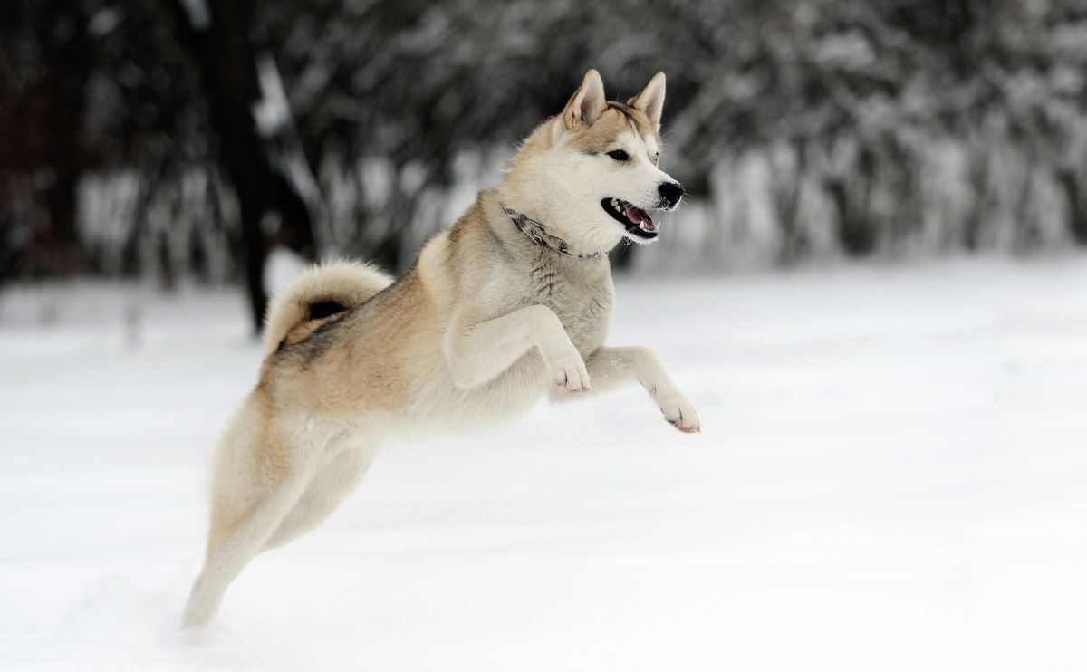 Siberian Husky: how much activity is recommended for its well-being?