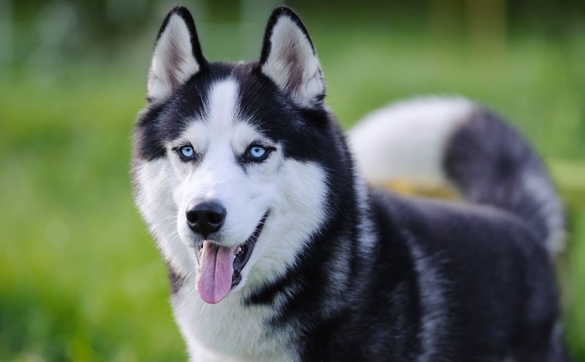 Siberian Husky: characteristics, health, habits