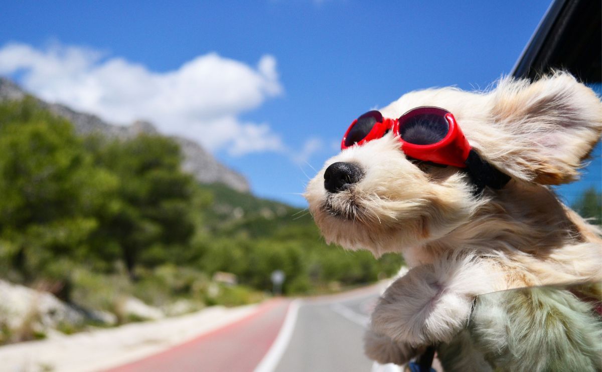 Dog care: which solution to choose when I go on vacation?