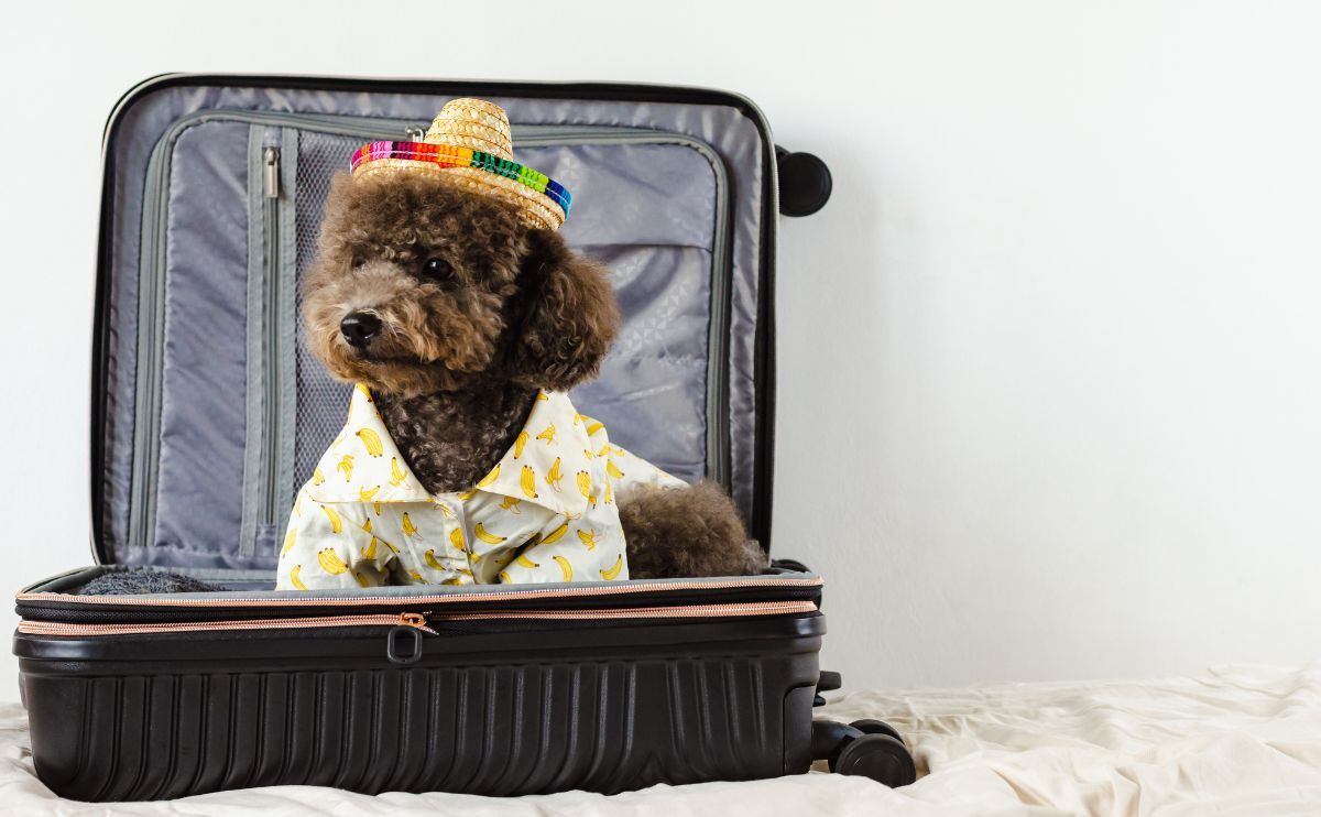 Dog care: prepare your vacation with or without your dog in advance