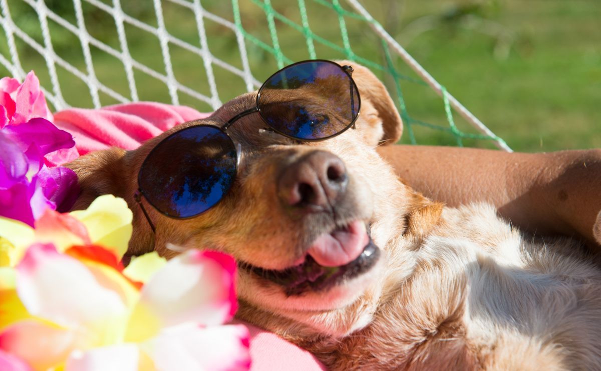 Dog care: the checklist before you leave on vacation