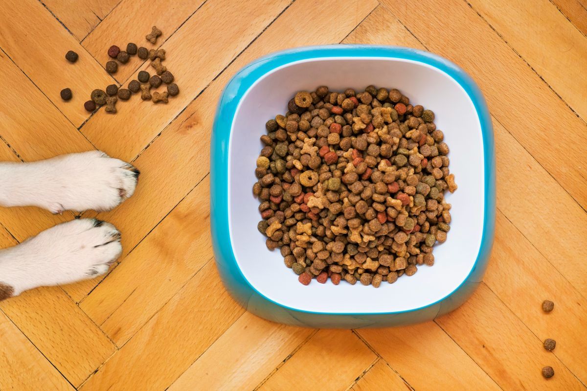 bol_de_croquettes_pour_chien_sur_le_sol