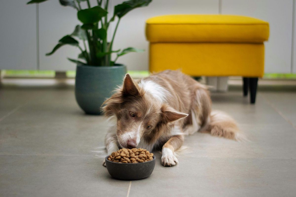 chien_border_collier_qui_mange_ses_croquettes