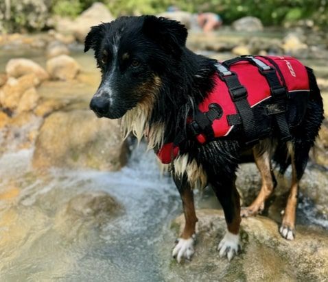 Charly the runaway Border Collie found thanks to Minitailz