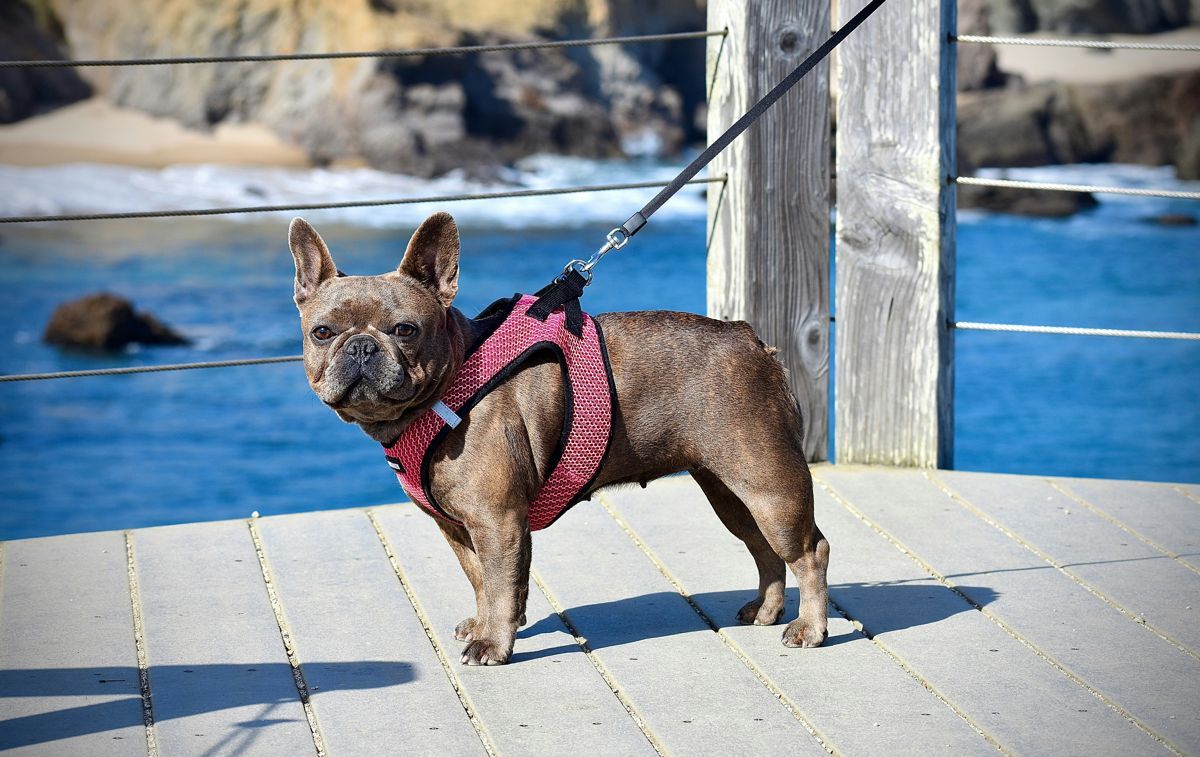 bouledogue_francais_tenu_en_laisse_avec_un_harnais