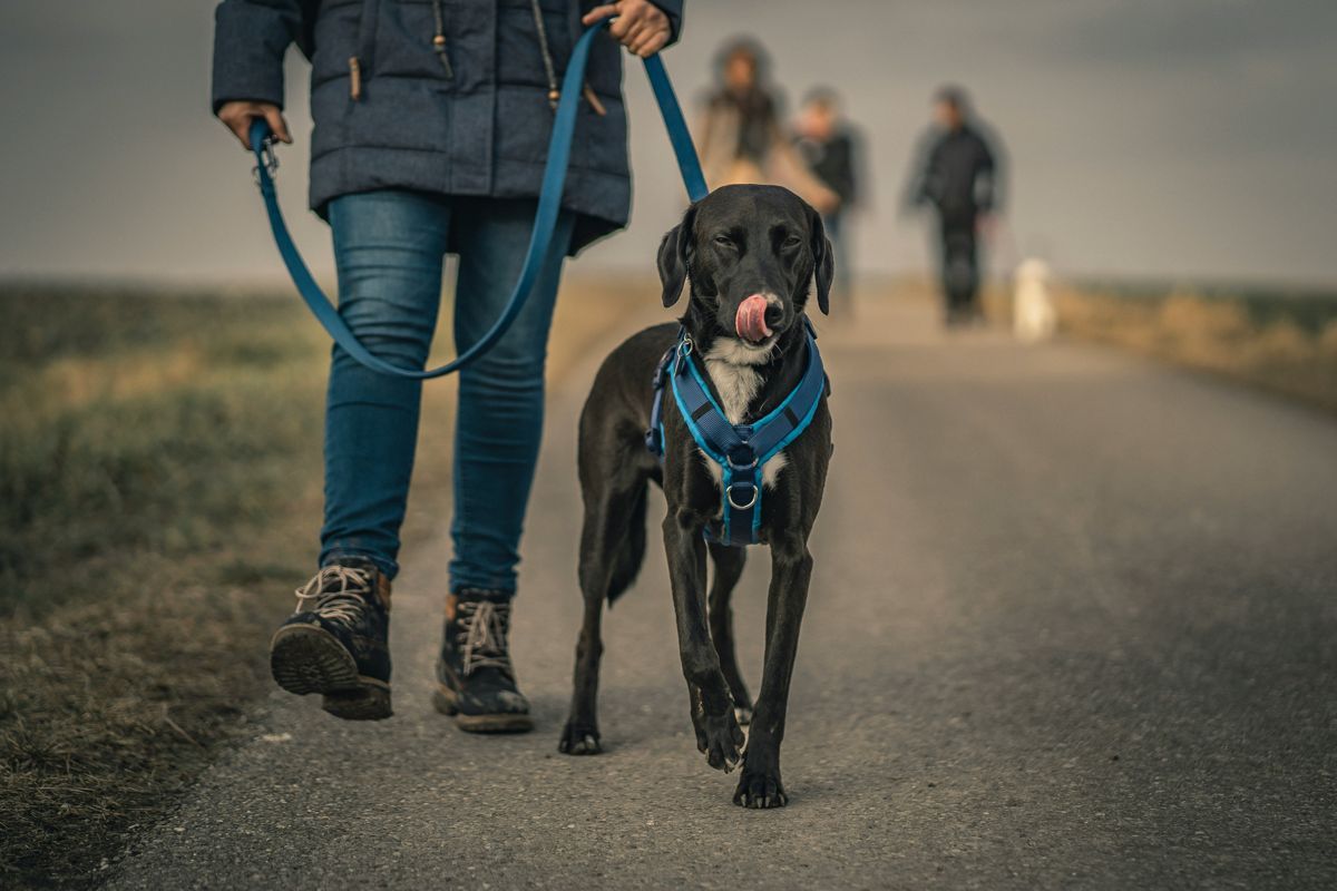 chien_en_promenade_avec_son_maitre_equipe_dun_harnais