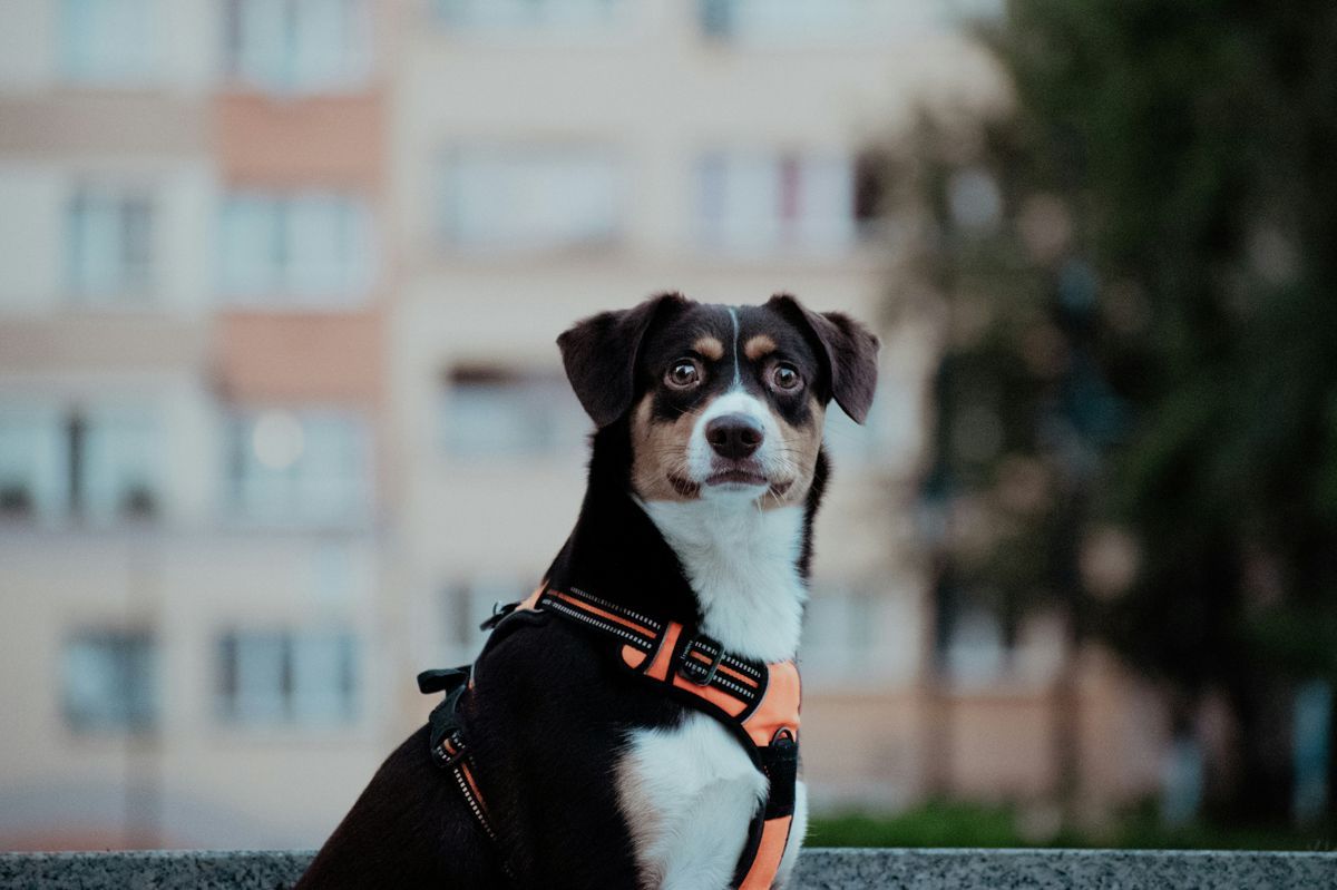 chien_noir_et_blanc_portant_un_harnais