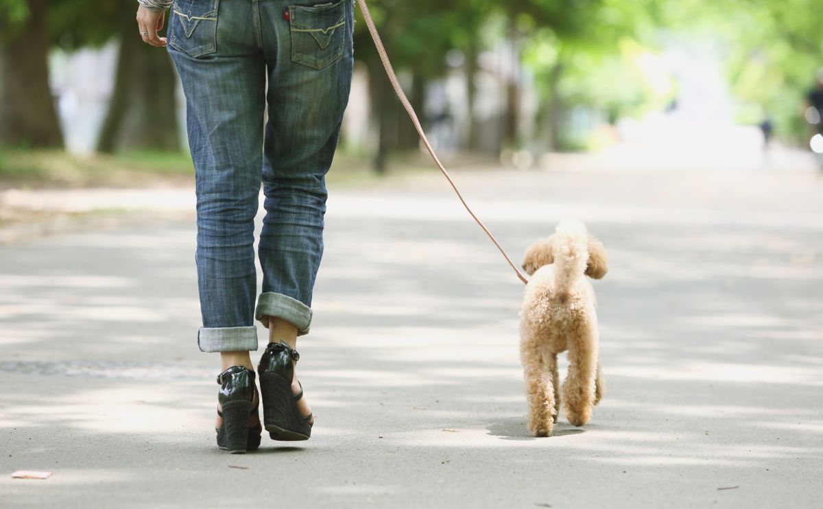 Perro y calor: ¿por qué es importante adaptar los paseos?