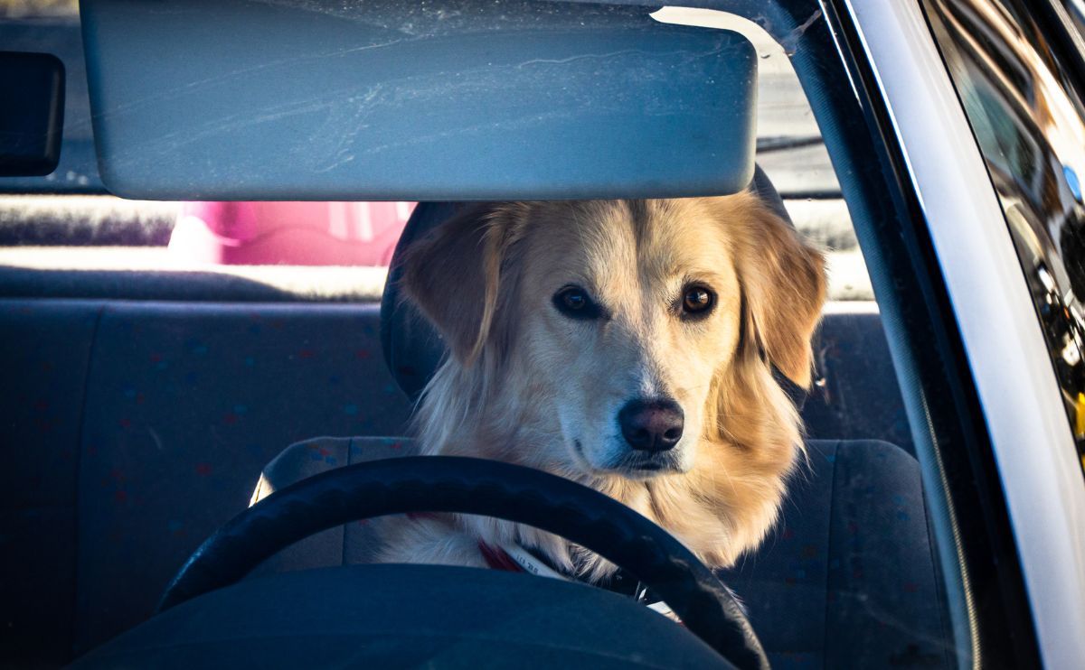 Perro en coche durante un pico de calor: un error que puede ser fatal