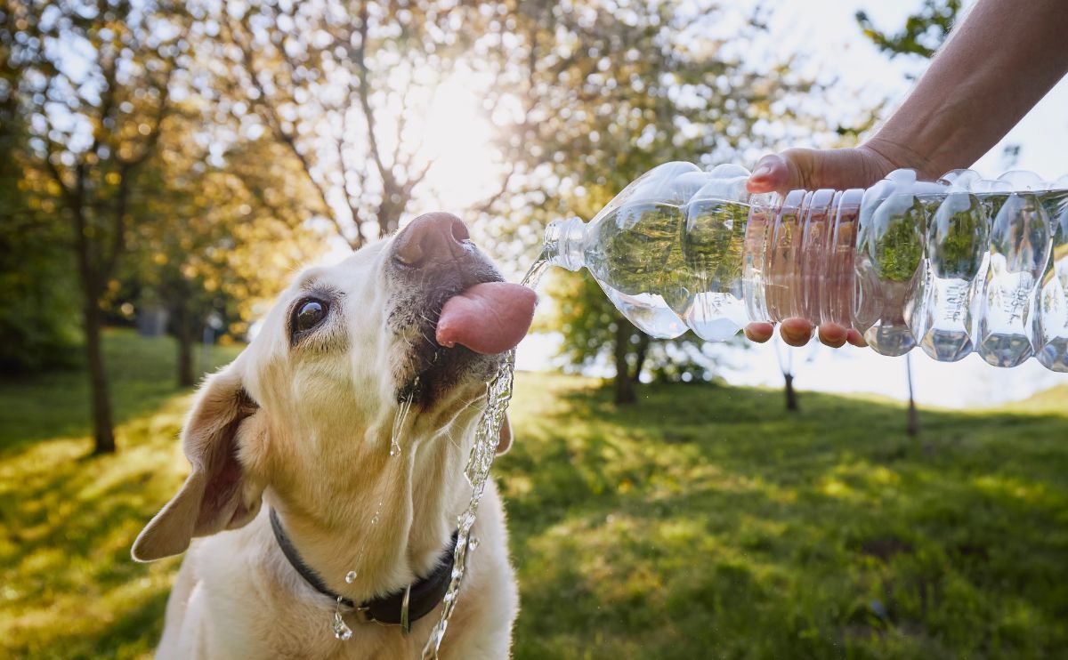 Perros y calor: consejos para ayudarles a resistir una ola de calor