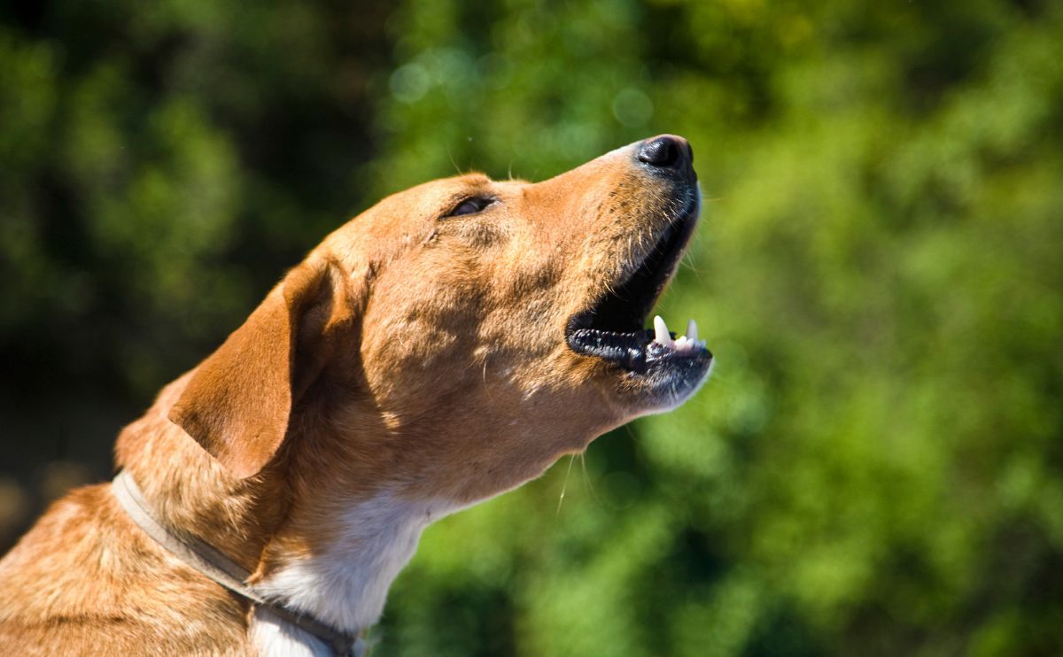 Comment savoir si mon chien fait de l&rsquo;anxiété de séparation ?