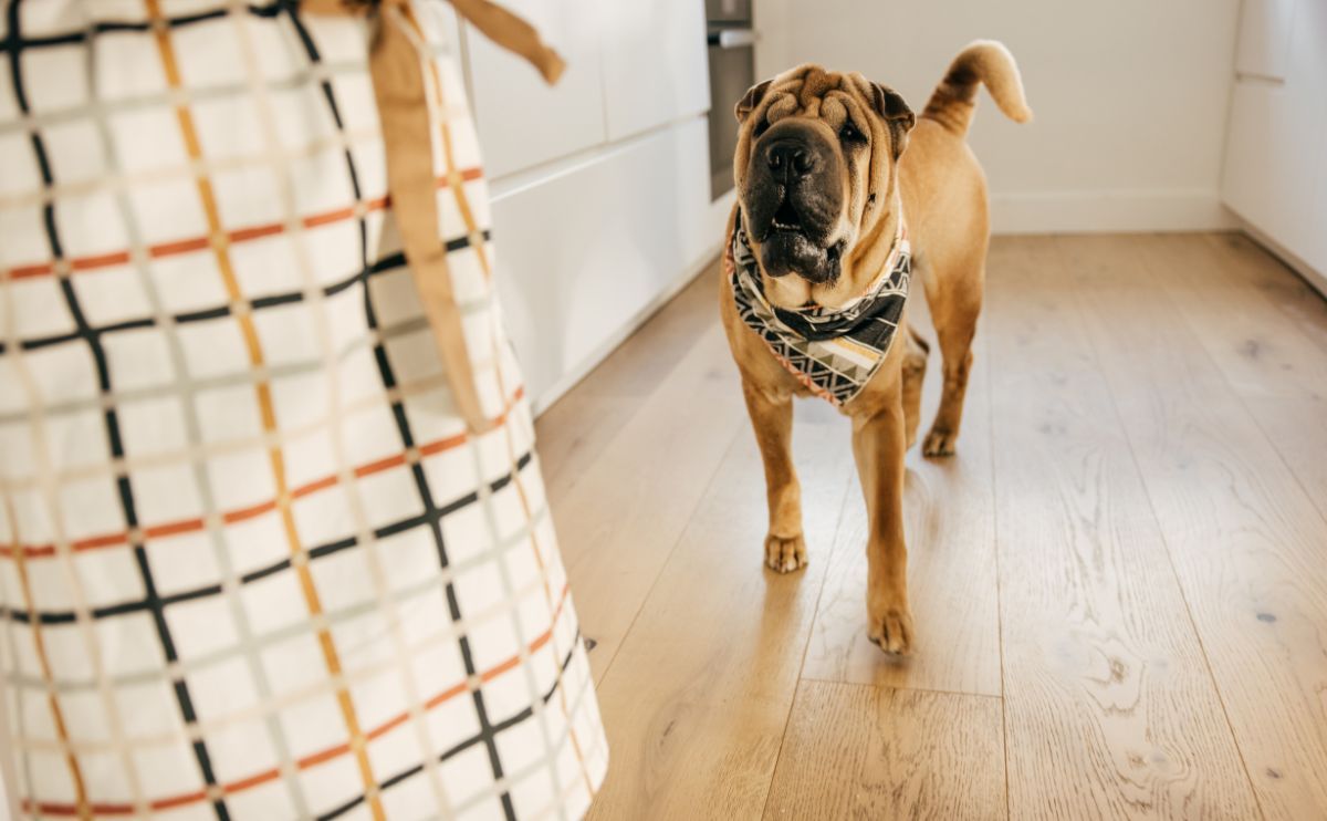 Comment calmer l&rsquo;anxiété de séparation chez le chien ?