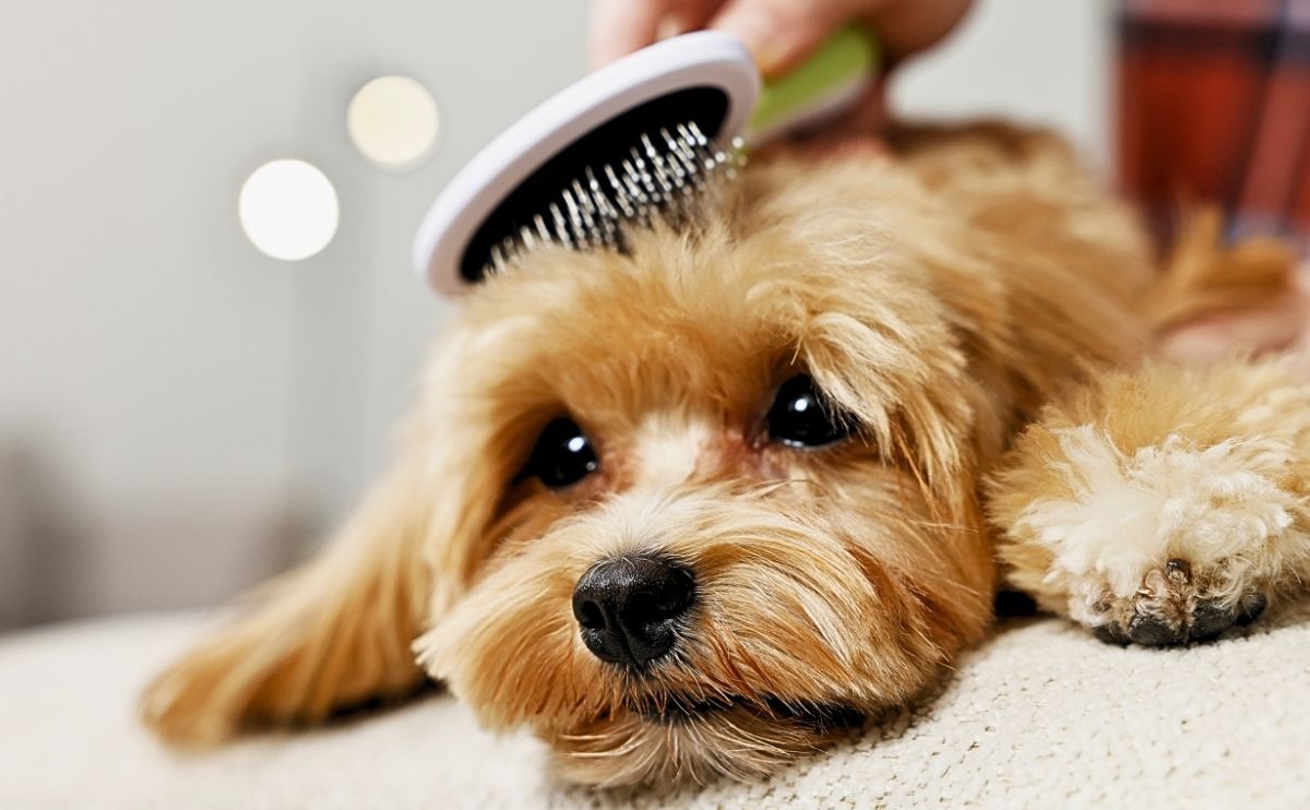 Dog Shedding: What to Do in Autumn and Spring?