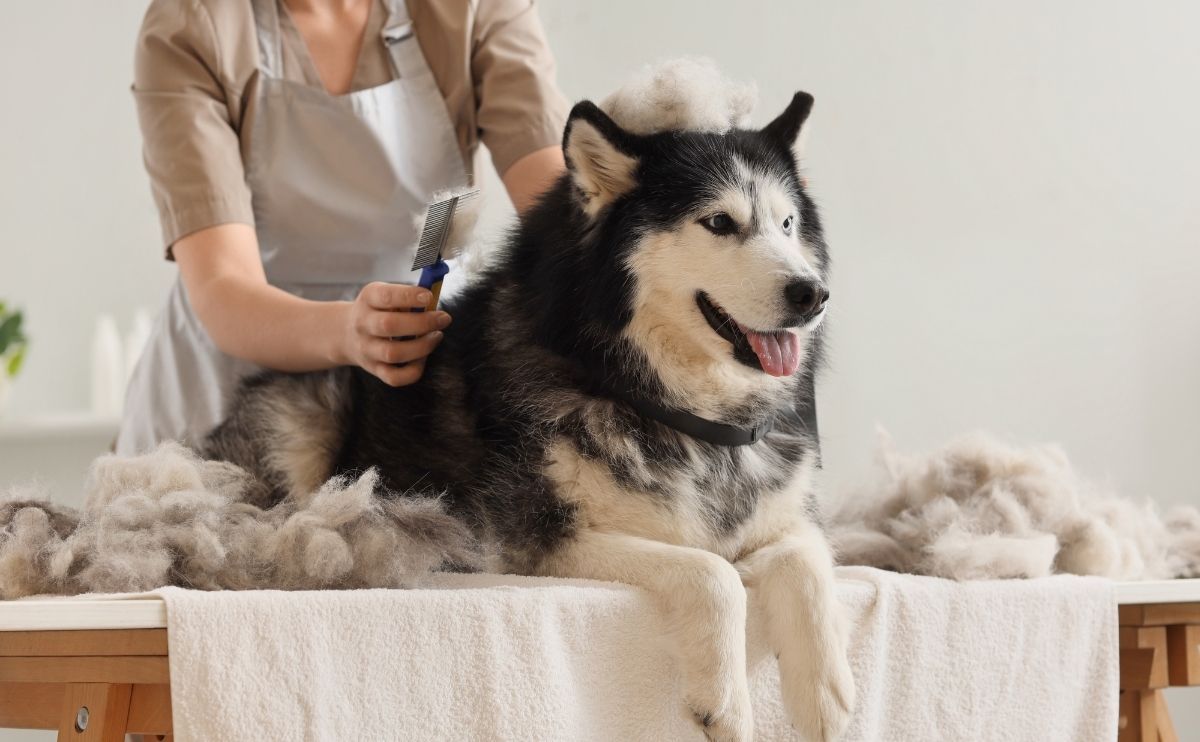Dog Shedding: Why It Happens and How to Support It Properly