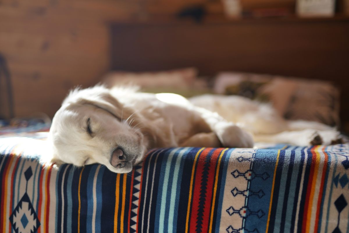 perro durmiendo