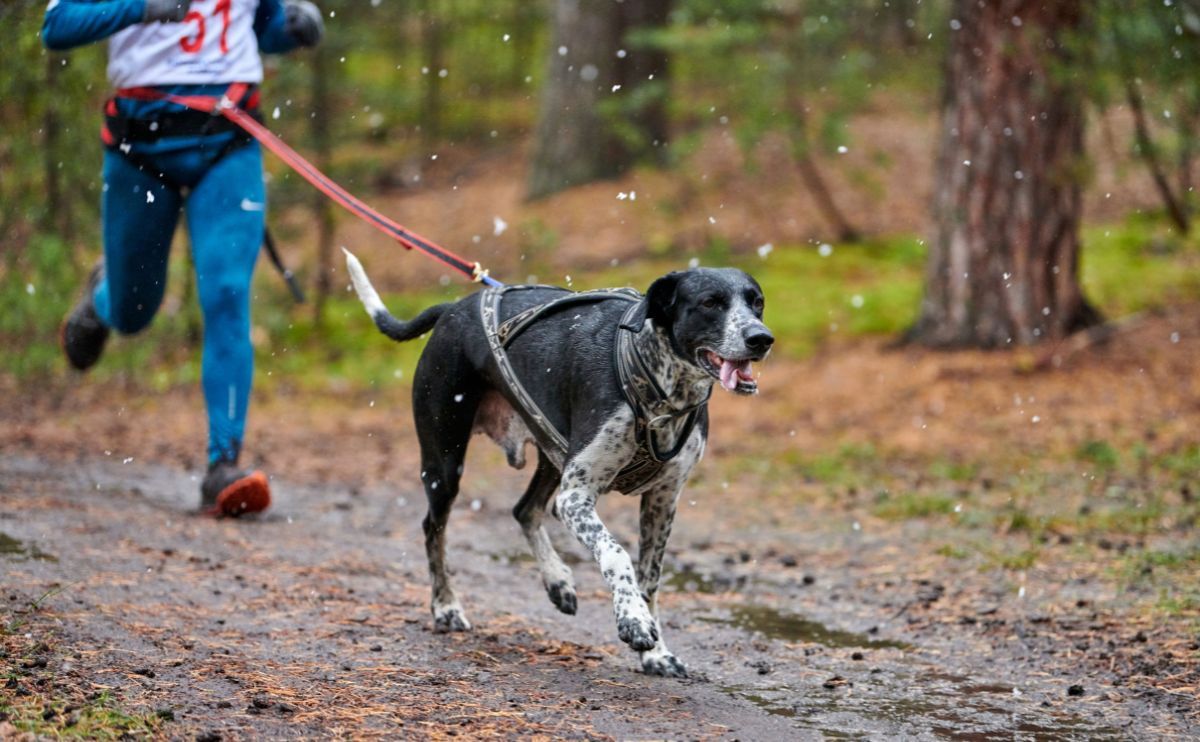 Dog sports: a list of activities to try with your dog