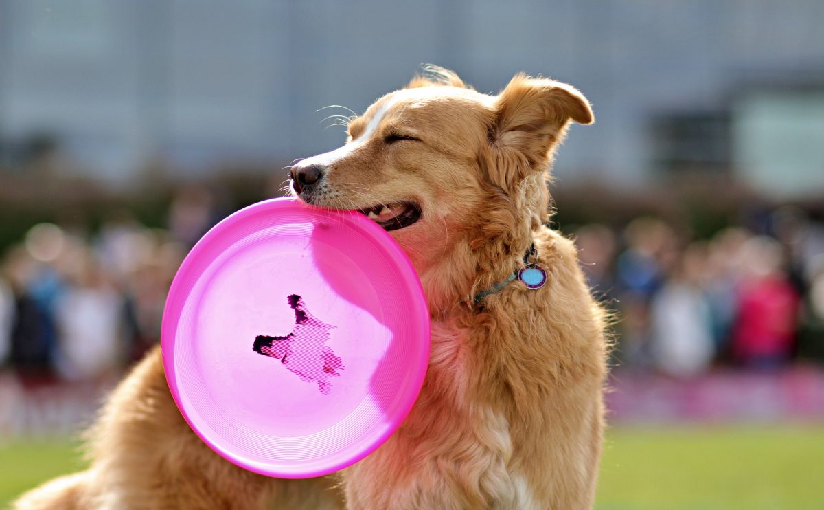 Canine sports: the ultimate guide for a healthy dog-owner duo