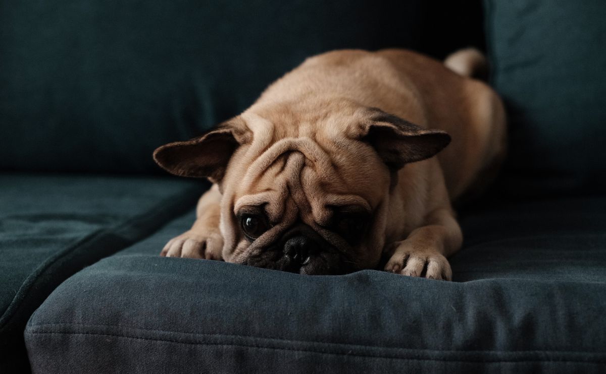 Gestresster Hund auf Reisen: Welche Warnsignale sollte man beobachten?