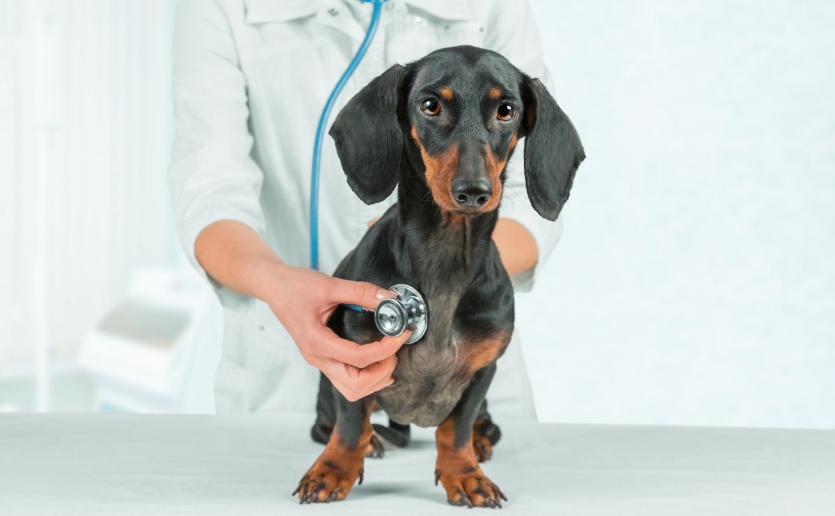 Epilepsie bei Hunden: Denken Sie daran, die Uhrzeit und die Dauer des Anfalls für Ihren Tierarzt zu notieren
