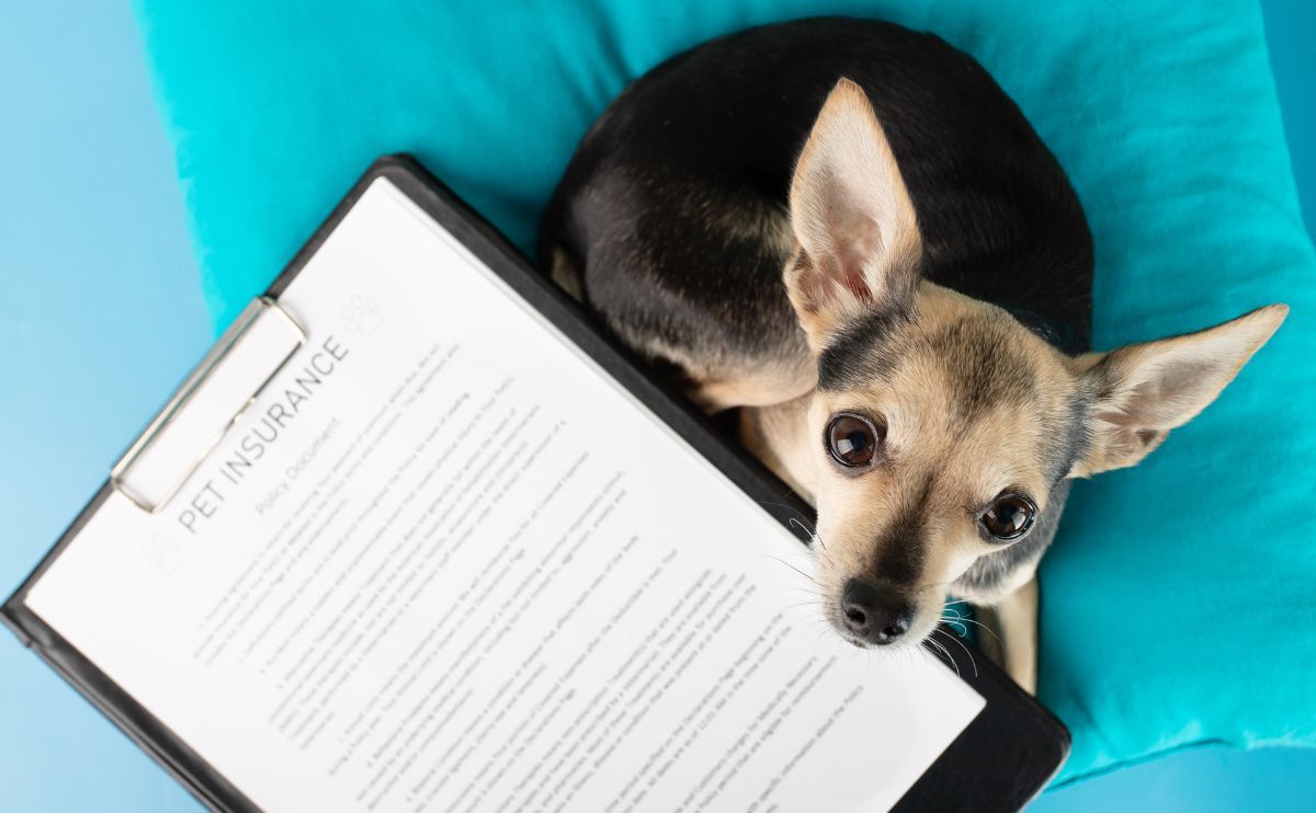 Epileptischer Hund: Minimieren Sie Ihre Ausgaben mit einer Hundekrankenversicherung