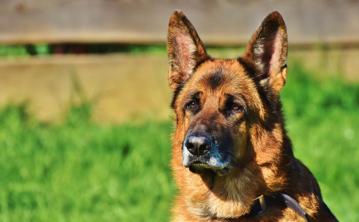 Epilepsie bei Hunden: Der Deutsche Schäferhund ist eine der am stärksten betroffenen Rassen