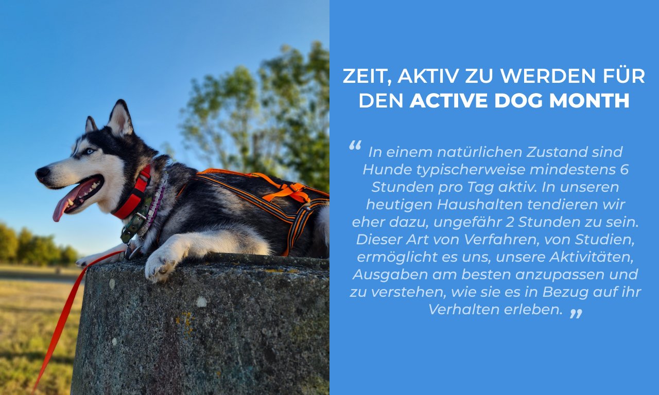 Husky auf einem Baumstamm