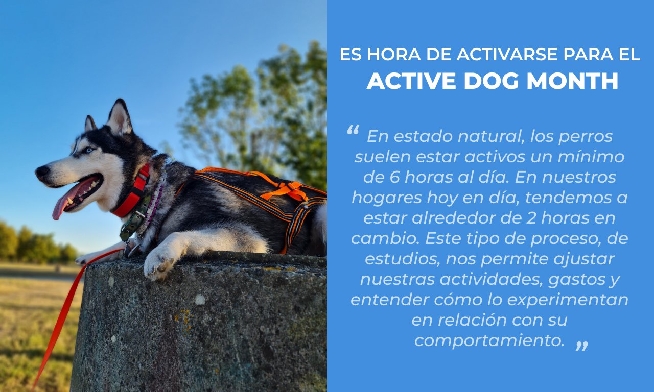 husky sobre un tronco de árbol
