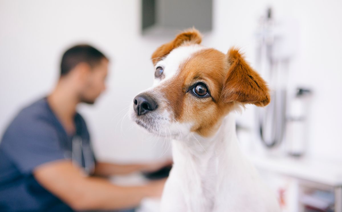 How to Spot the First Signs of Illness in Your Dog: The Complete Guide