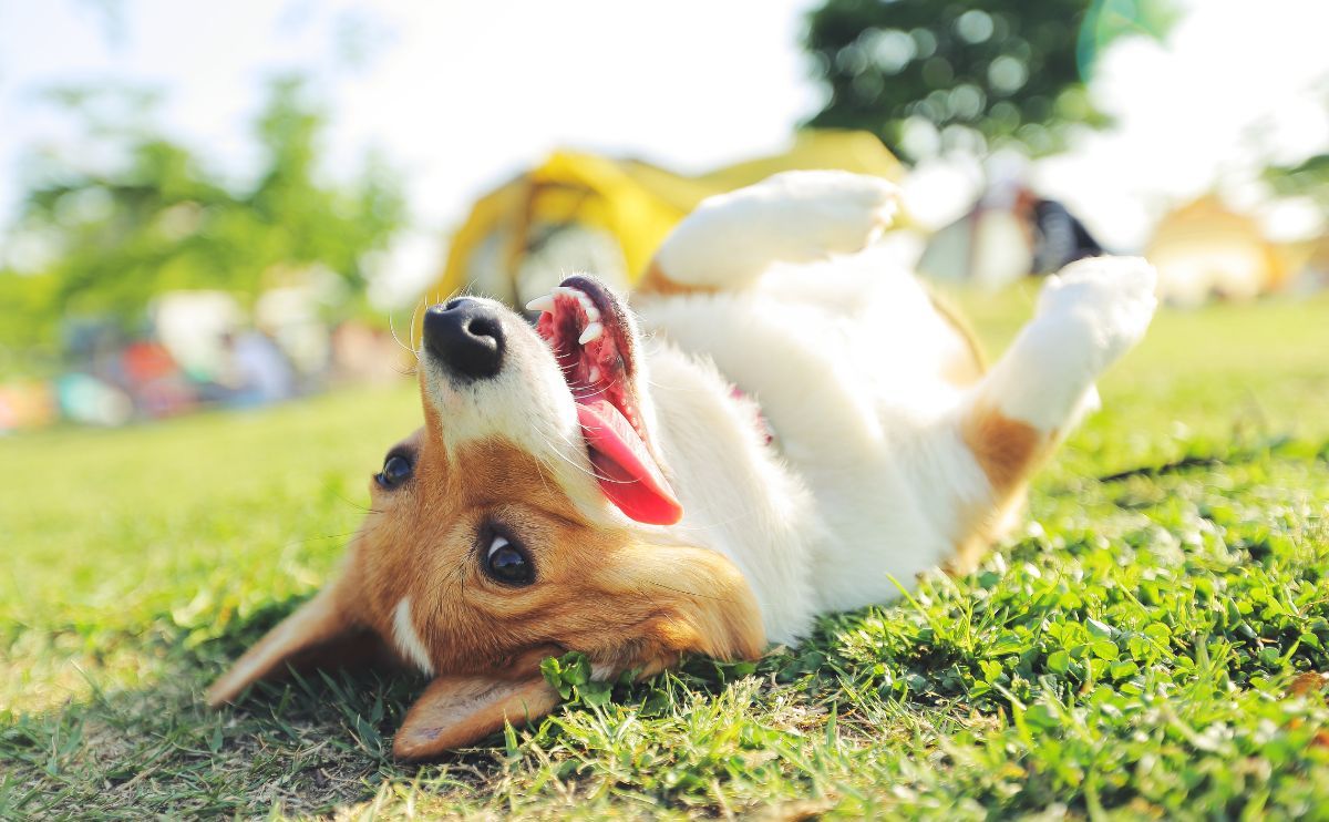 Heatstroke in Dogs: The Complete Guide for a Safe Summer