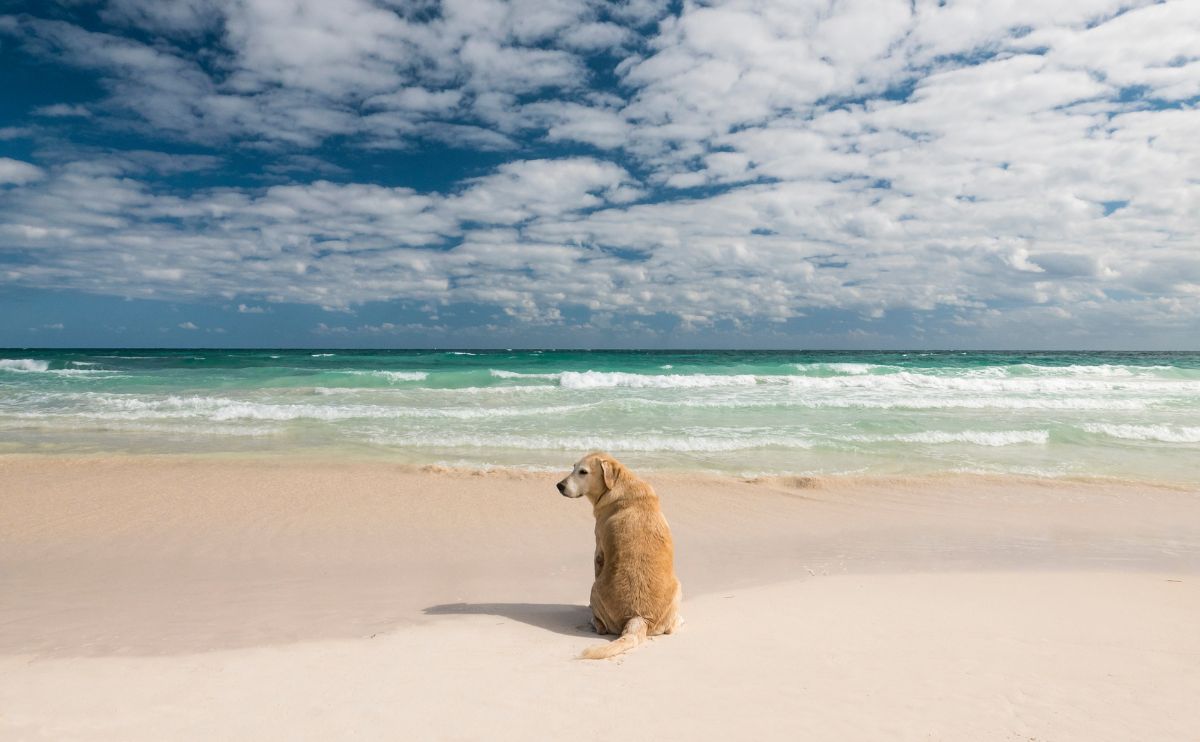Urlaub mit Hund am Meer, in den Bergen oder in der Stadt planen
