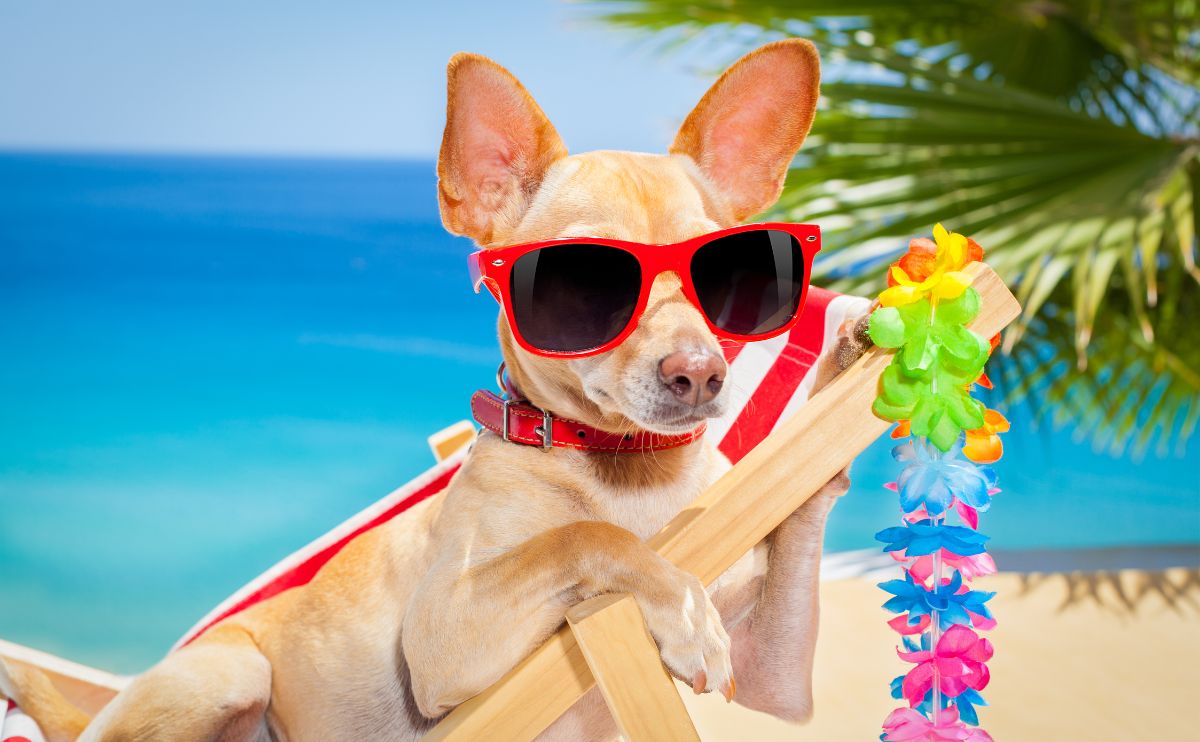 Hitzschlag beim Hund im Urlaub vermeiden