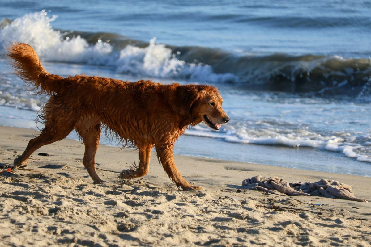 holidays with your dog at the beach