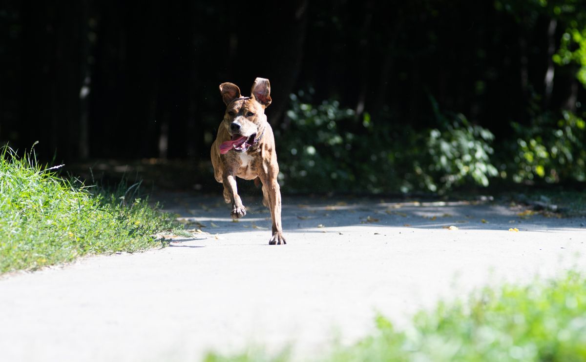 Perro escapándose: por qué se escapan los perros