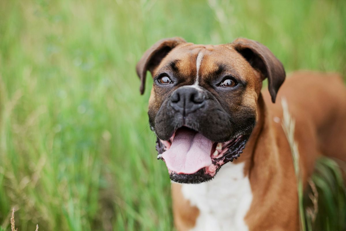 Le Boxer fait partie des races de chien les plus fugueuses