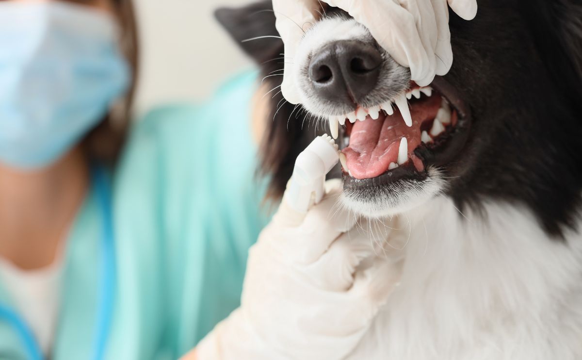 Profesionales de la salud canina: por qué consultar al dentista veterinario