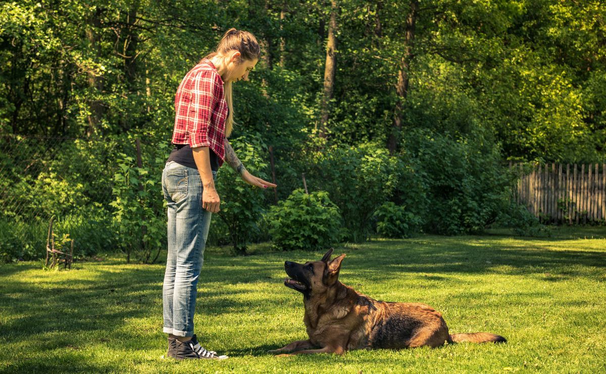 Elige al profesional de salud adecuado observando las reacciones de tu perro