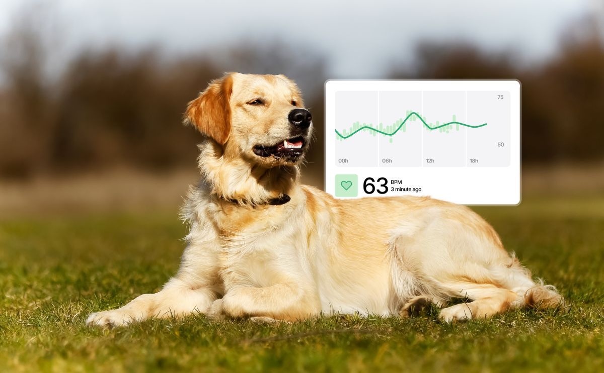 Seguimiento cardíaco del perro en casa: la guía completa