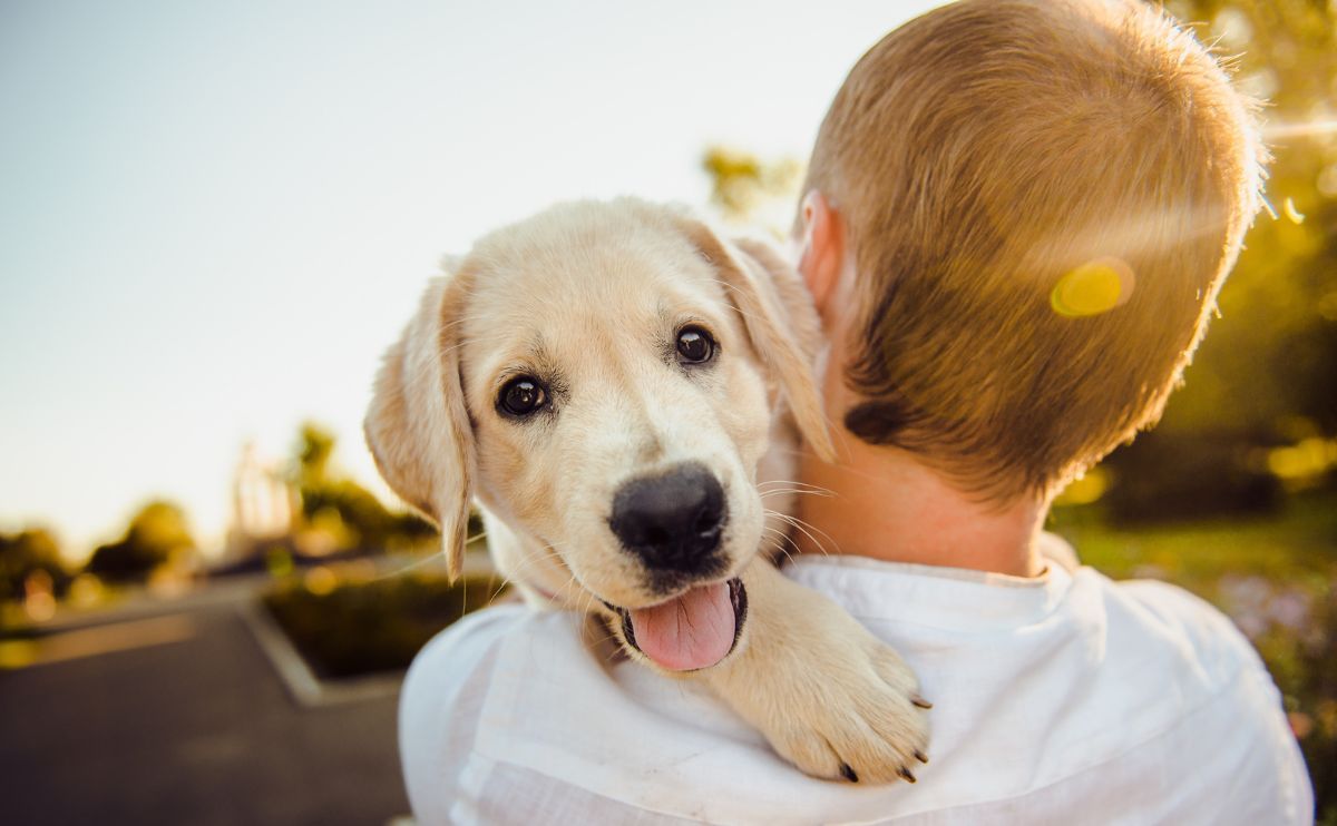 International Dog Day: August 26, Celebrating Man's Best Friend · Blog