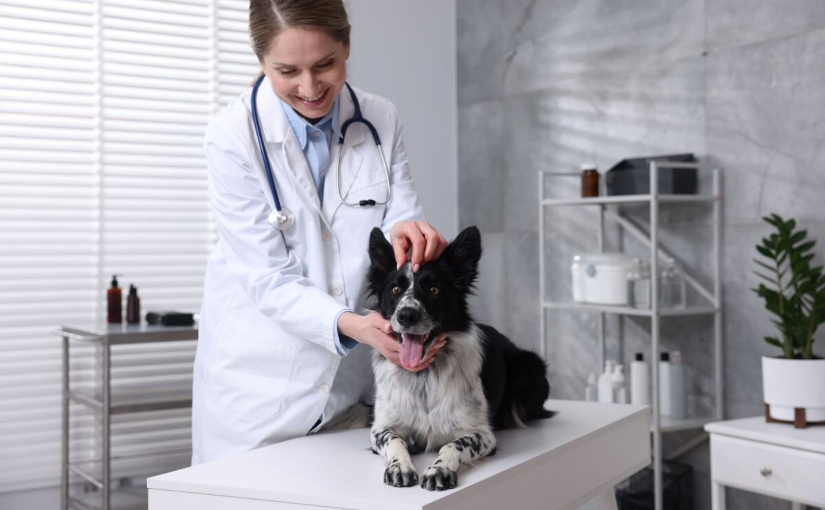 A veterinarian examining a Border Collie on the consultation table