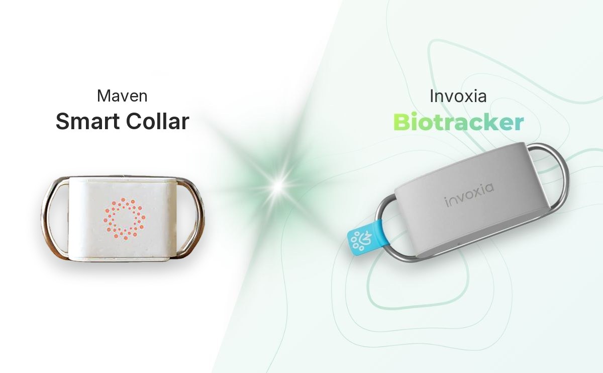 Invoxia Biotracker vs Maven Smart Collar: the two dog health sensors side by side