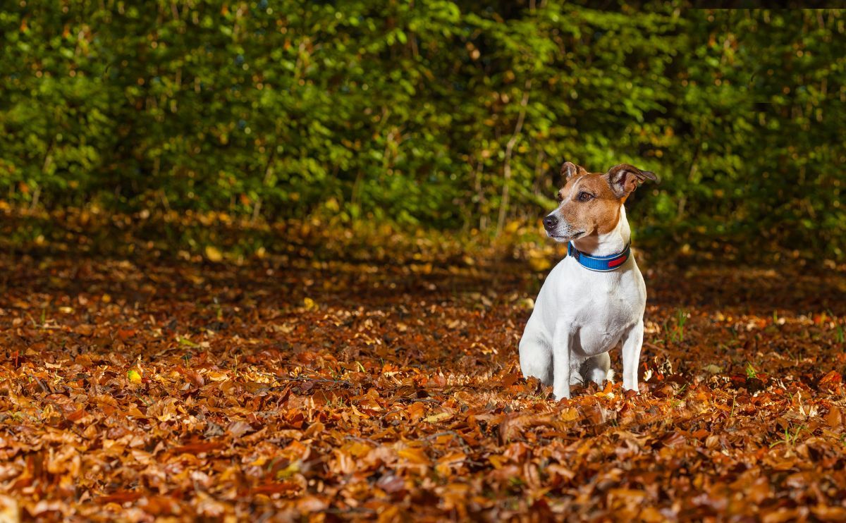 Perro perdido solo en un bosque