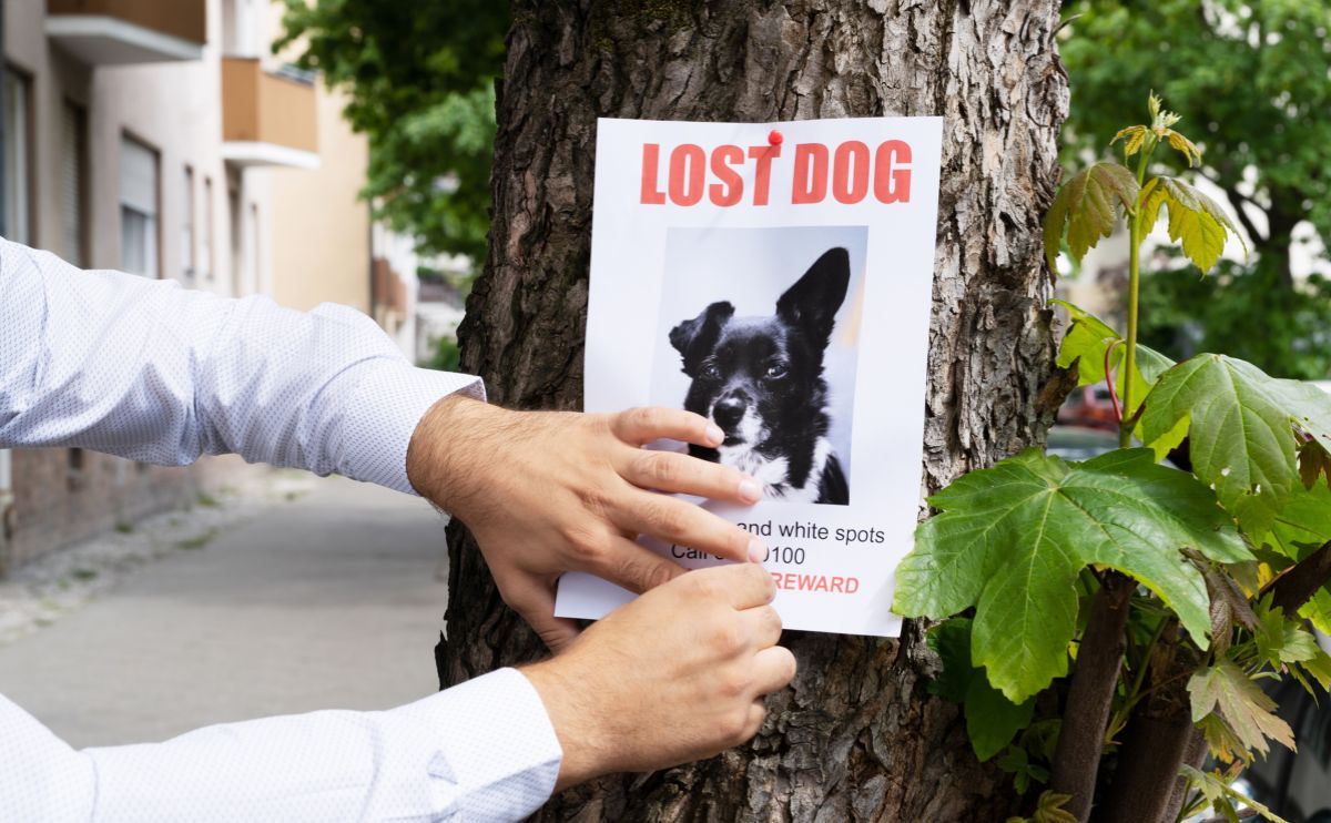 Perro perdido: colocación de carteles y buenos reflejos a adoptar