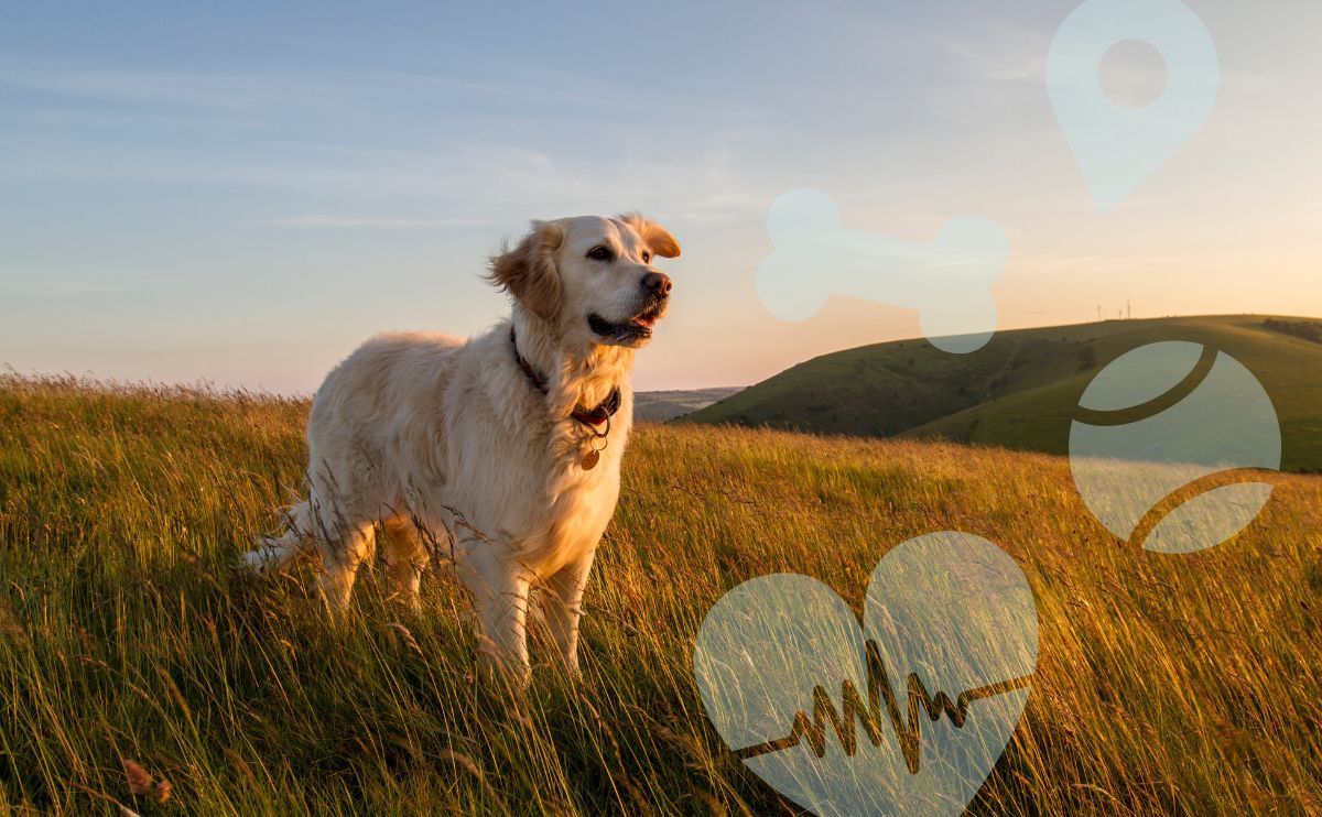 Minitailz Evolves: Discover the Minitailz Biotracker GPS, the Connected Health Collar for Dogs with Even More Features