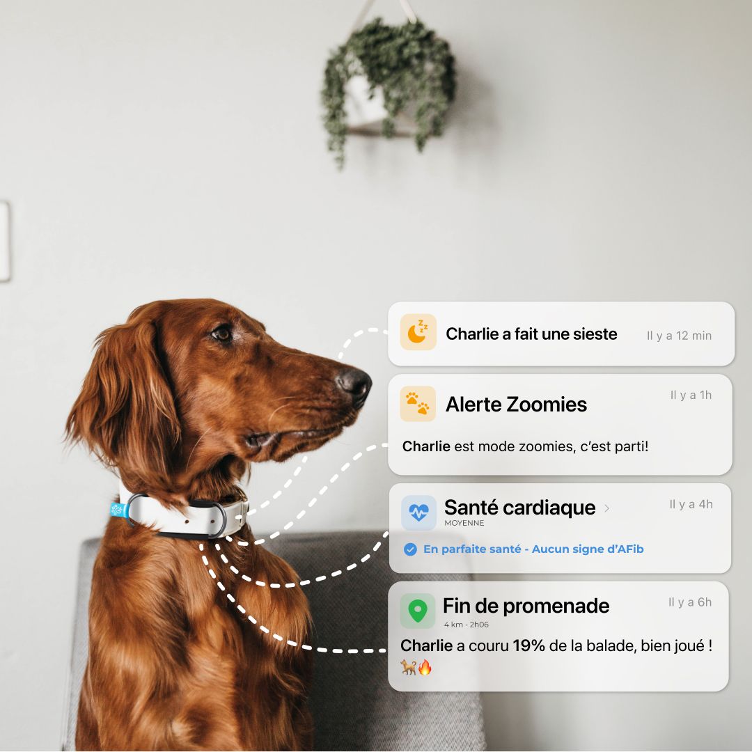 notifications app