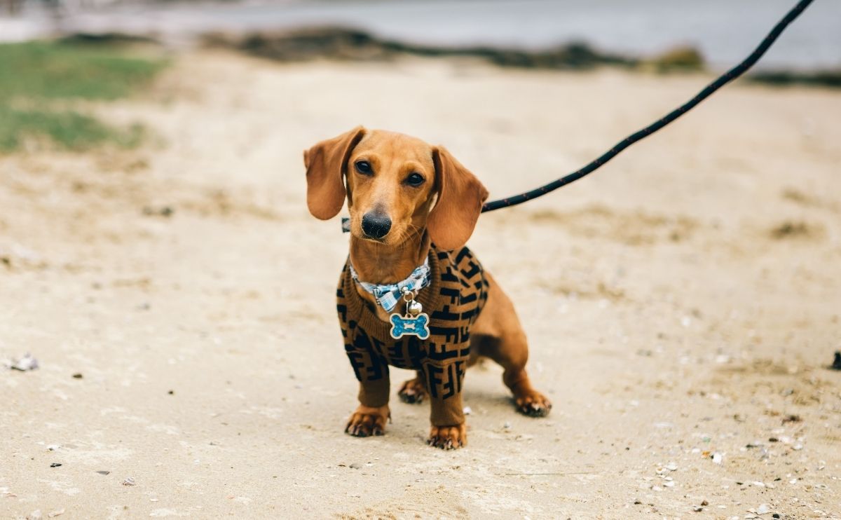 Mitral valve disease in dogs: which breeds are most at risk?