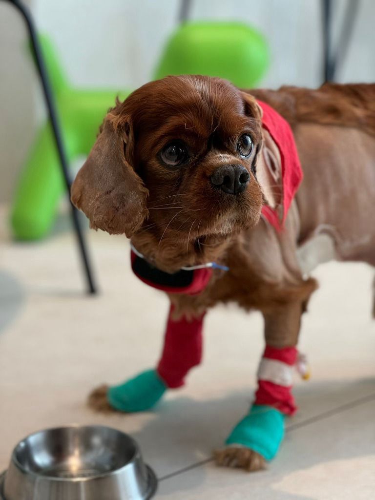 Jayce the Cavalier King Charles diagnosed with mitral valve disease after surgery
