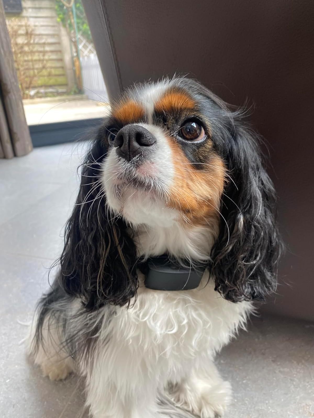 Cavalier King Charles wearing Invoxia&rsquo;s Minitailz to monitor mitral valve disease