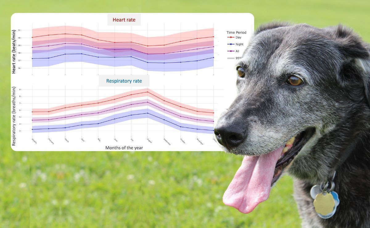 Dog Heart Rate: What if You Knew Yours? When Invoxia Technology Revolutionizes Veterinary Science