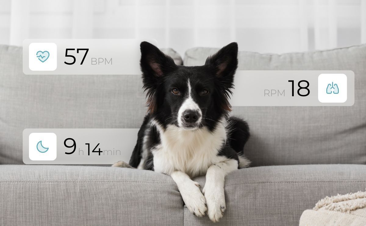 Dog Heart Rate: What is the true normal rate for my pet?